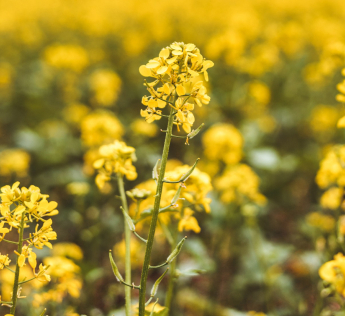 Crop Protection