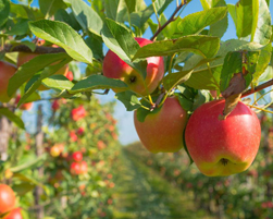 apple