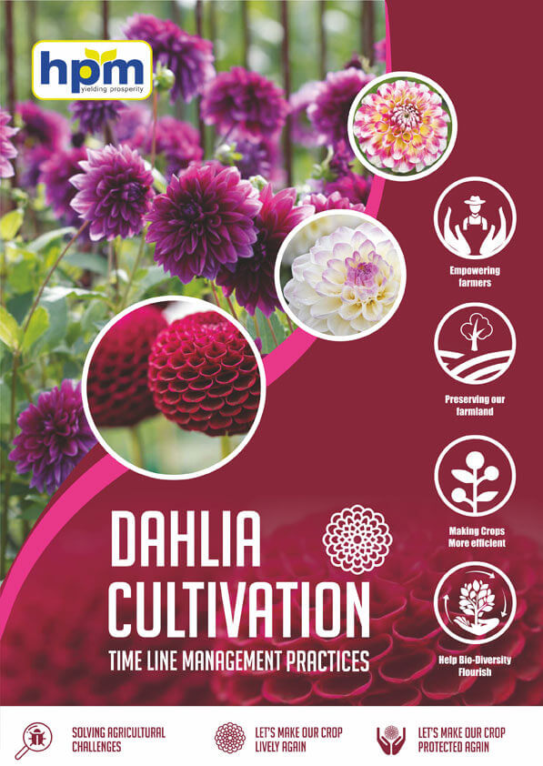dahlia