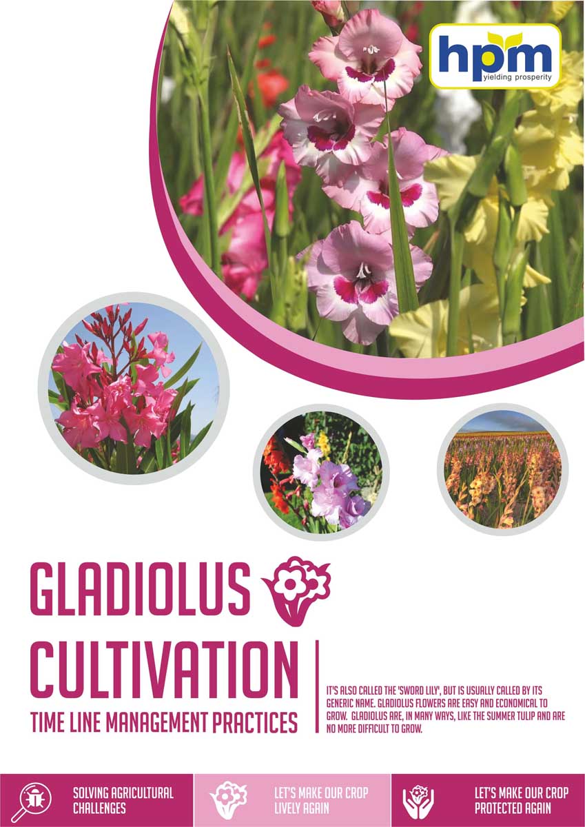 gladiolus