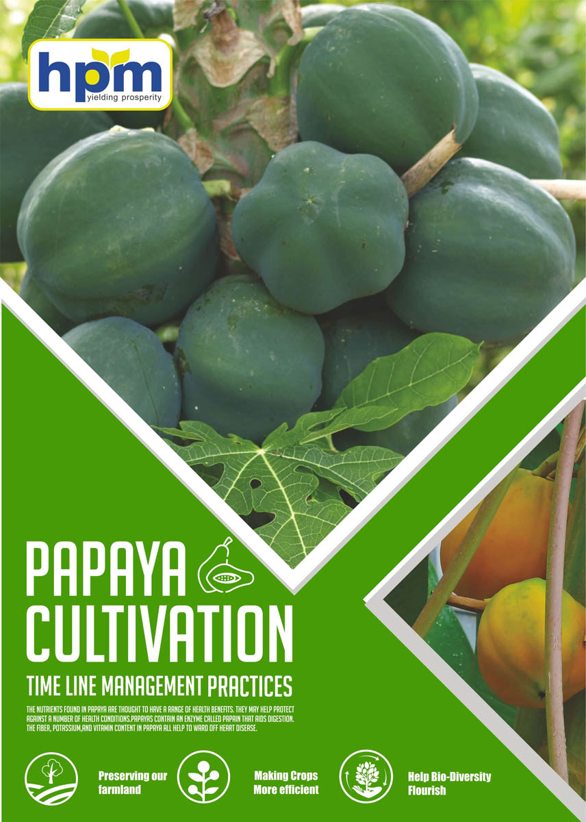 papaya