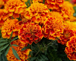 marigold