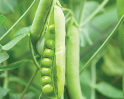 pea