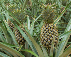 pineapple