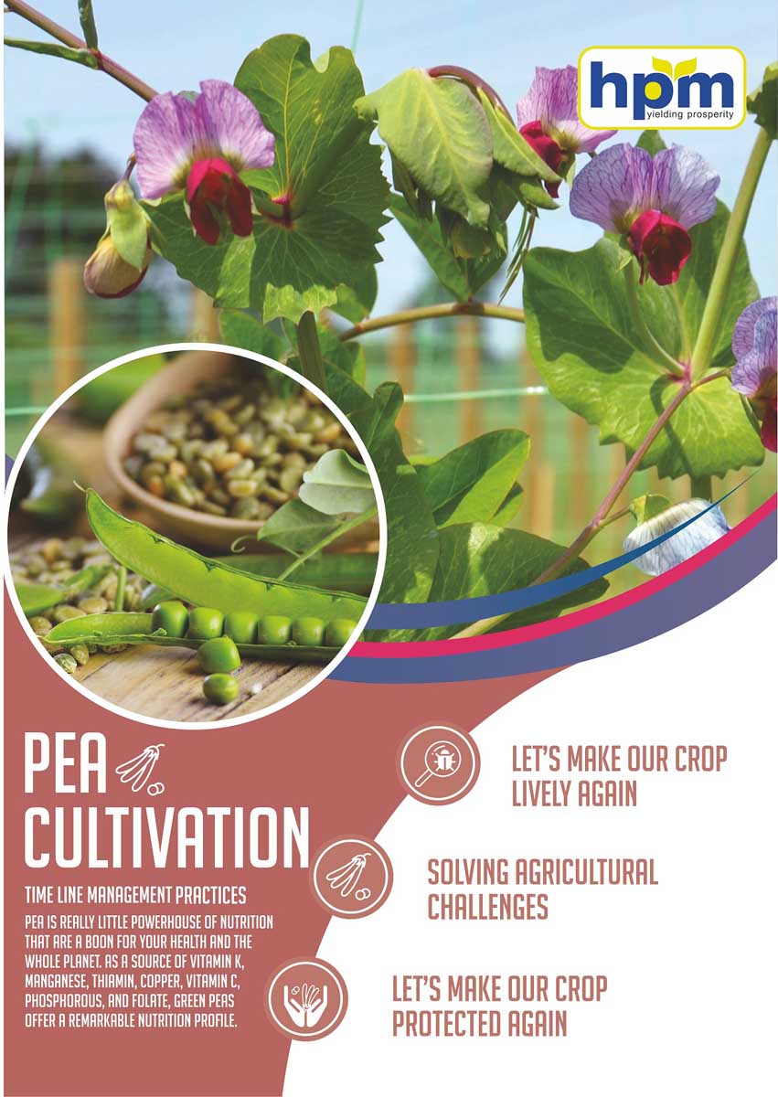 pea