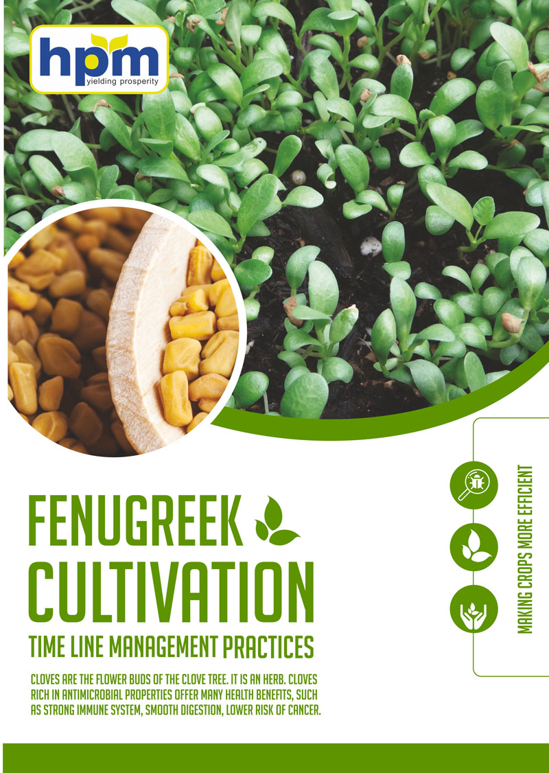fenugreek