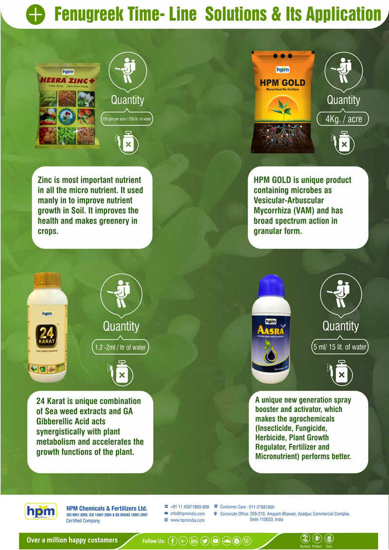 fenugreek