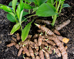 turmeric