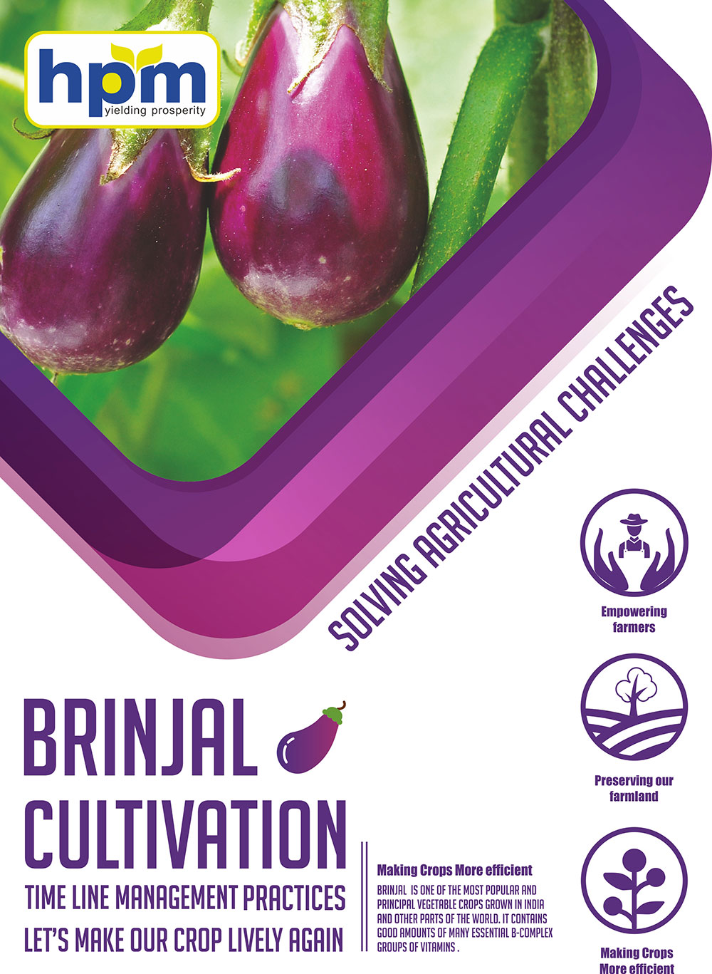 brinjal