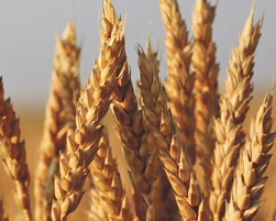 wheat