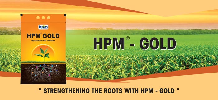 hpmgold-banner