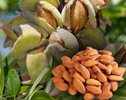 almonds