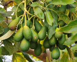 avocado