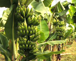 banana