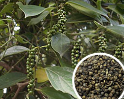 black pepper