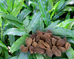 cardamom large