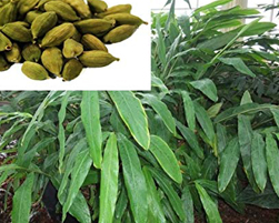 cardamom small
