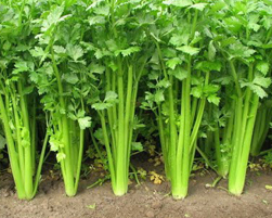celery