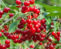 cherry