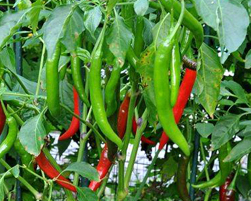 chillies