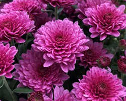 chrysanthemum