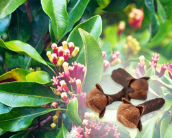 clove