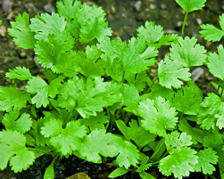 coriander