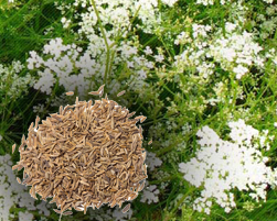 cumin