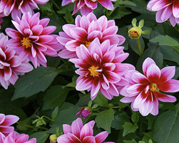 dahlia