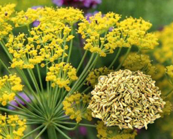 fennel