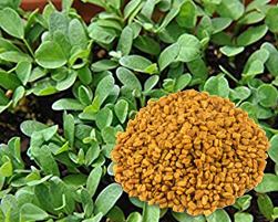 fenugreek