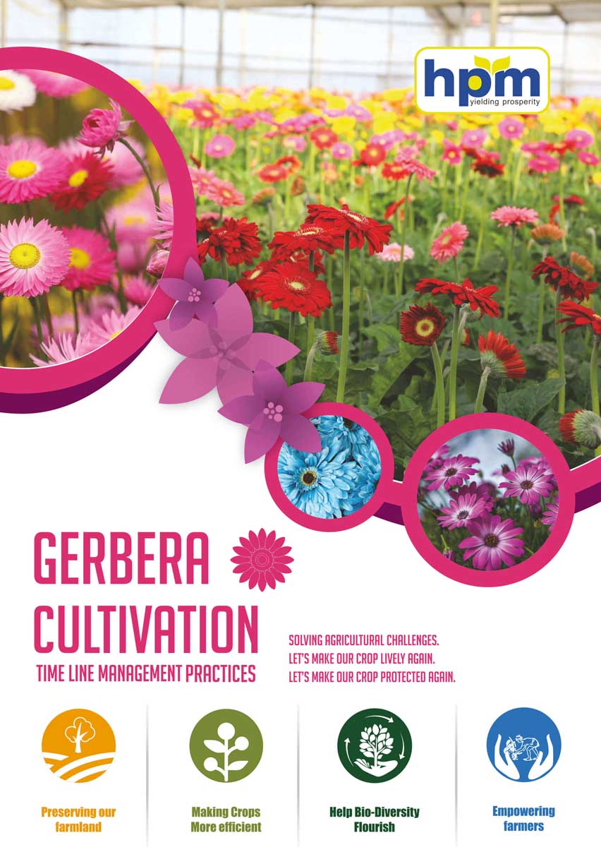 gerbera