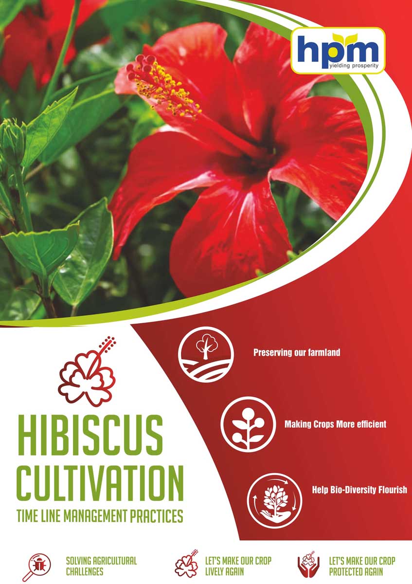 hibiscus