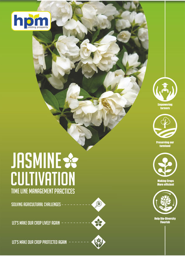 jasmine