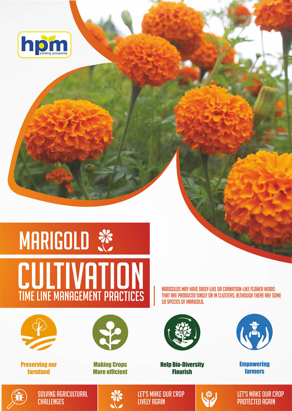 marigold