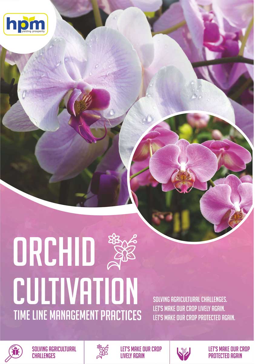 orchid