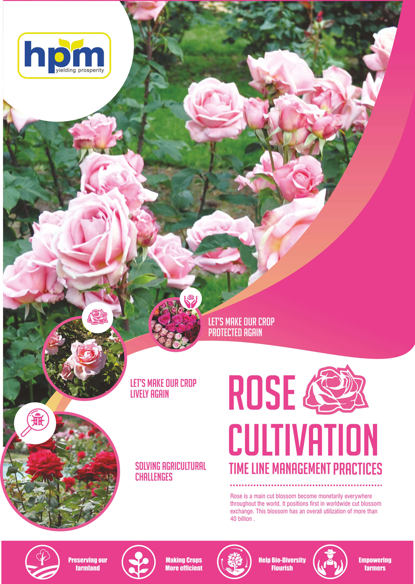 rose