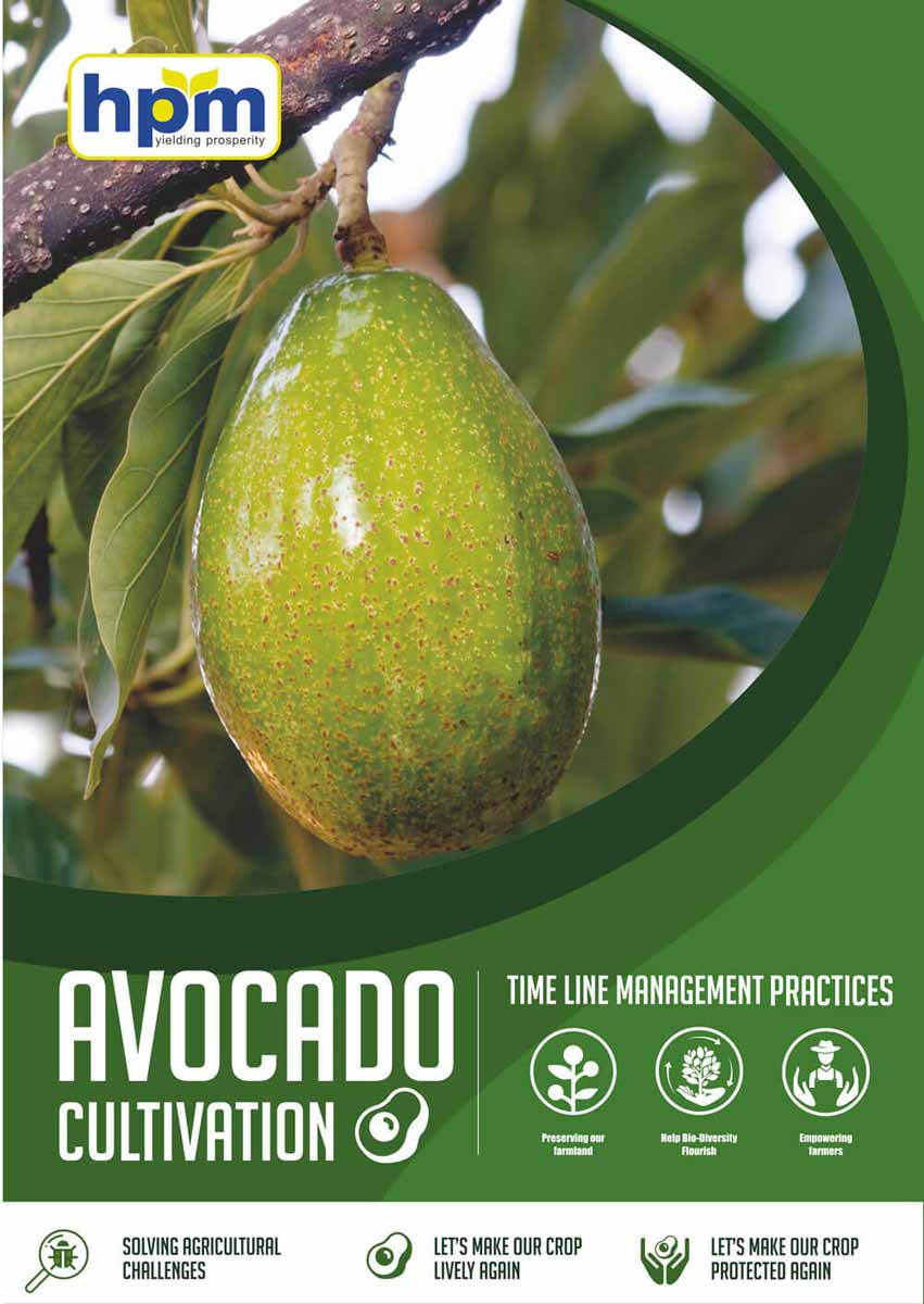 avocado