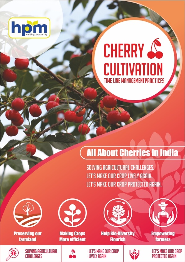 cherry