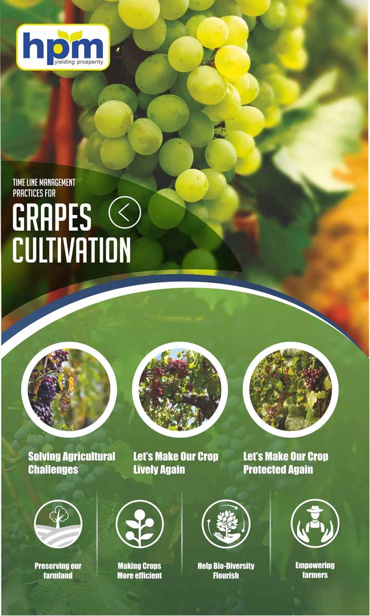 grapes