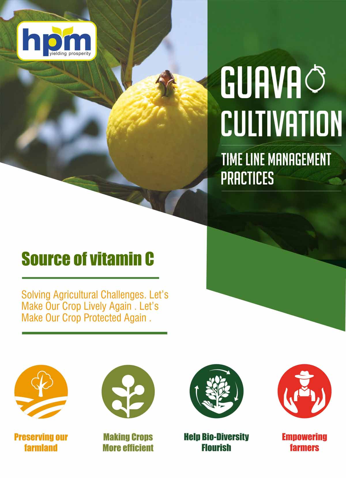 guava