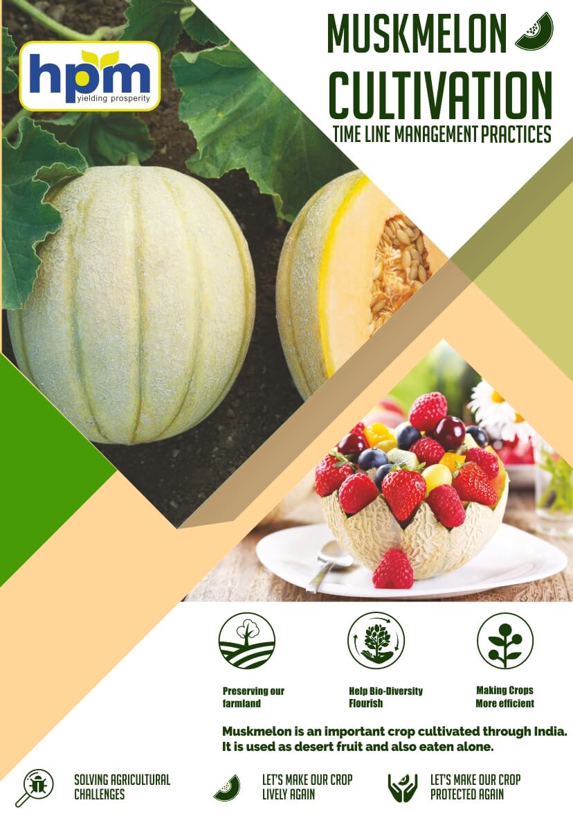 muskmelon