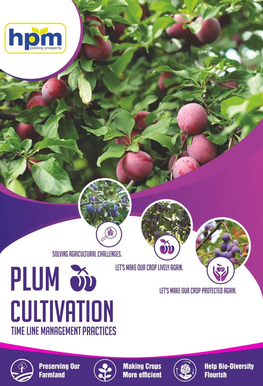 plum