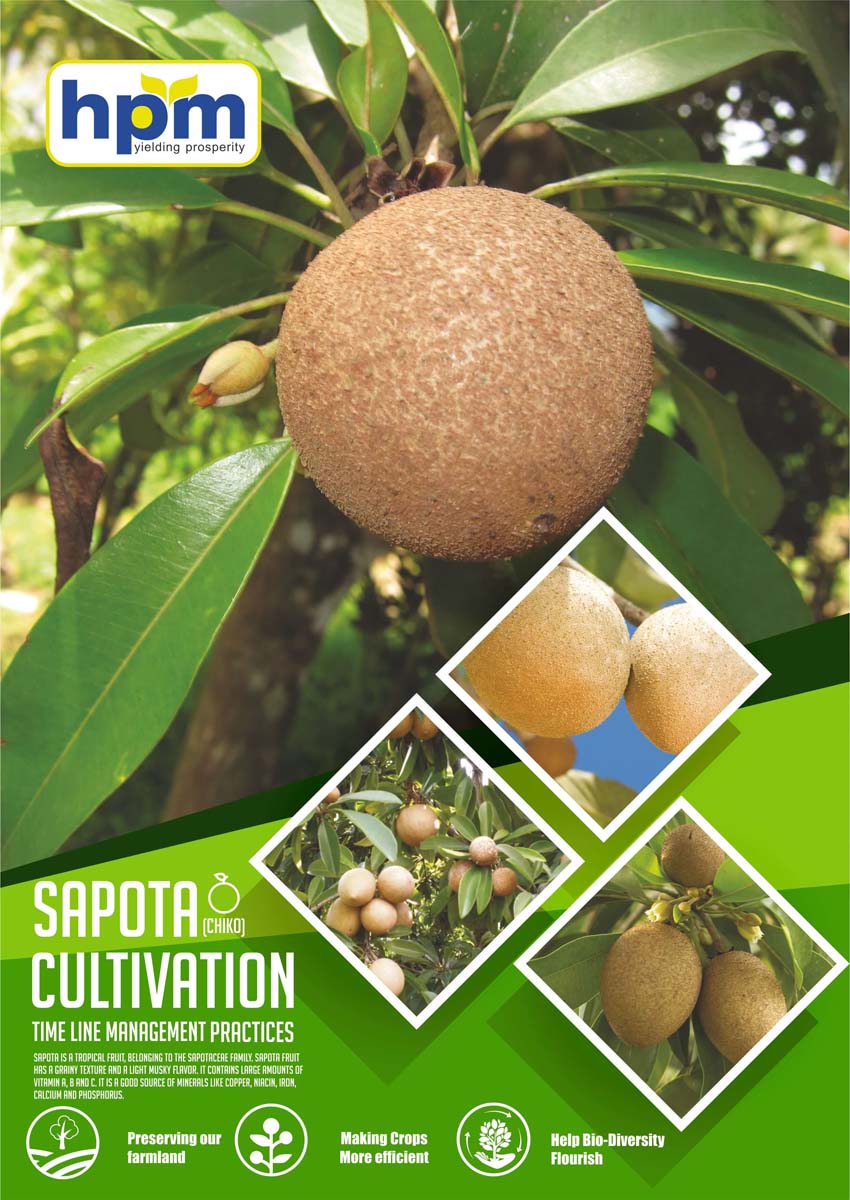 sapota