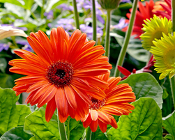 gerbera
