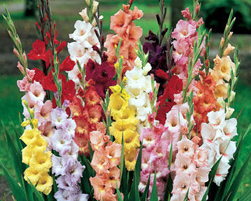 gladiolus