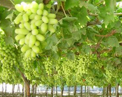grapes