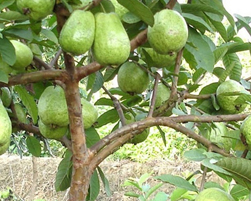 guava