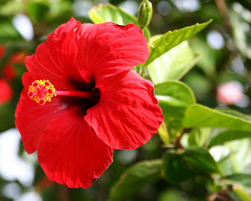 hibiscus