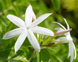 jasmine